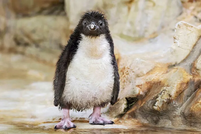 Entzückend-zotteliger Pinguin-Nachwuchs