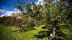 Rund fünf Millionen Apfelbäume wachsen in der Region um die Apfelstraße