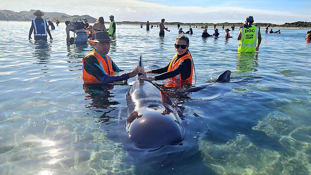 Freiwillige bildeten eine Menschenkette, um die Wale in tieferes Wasser zu treiben