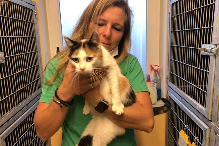 Ebenfalls ausgesetzt wurde diese Mutter-Katze - ihre Babys sind nicht aufgetaucht