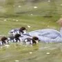 Gänsesäger (Mergus merganser) gehören zur Familie der Entenvögel