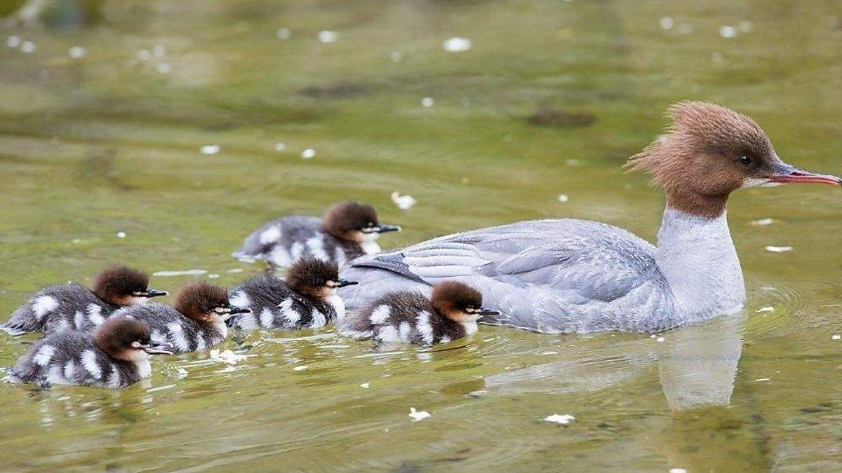 Gänsesäger (Mergus merganser) gehören zur Familie der Entenvögel