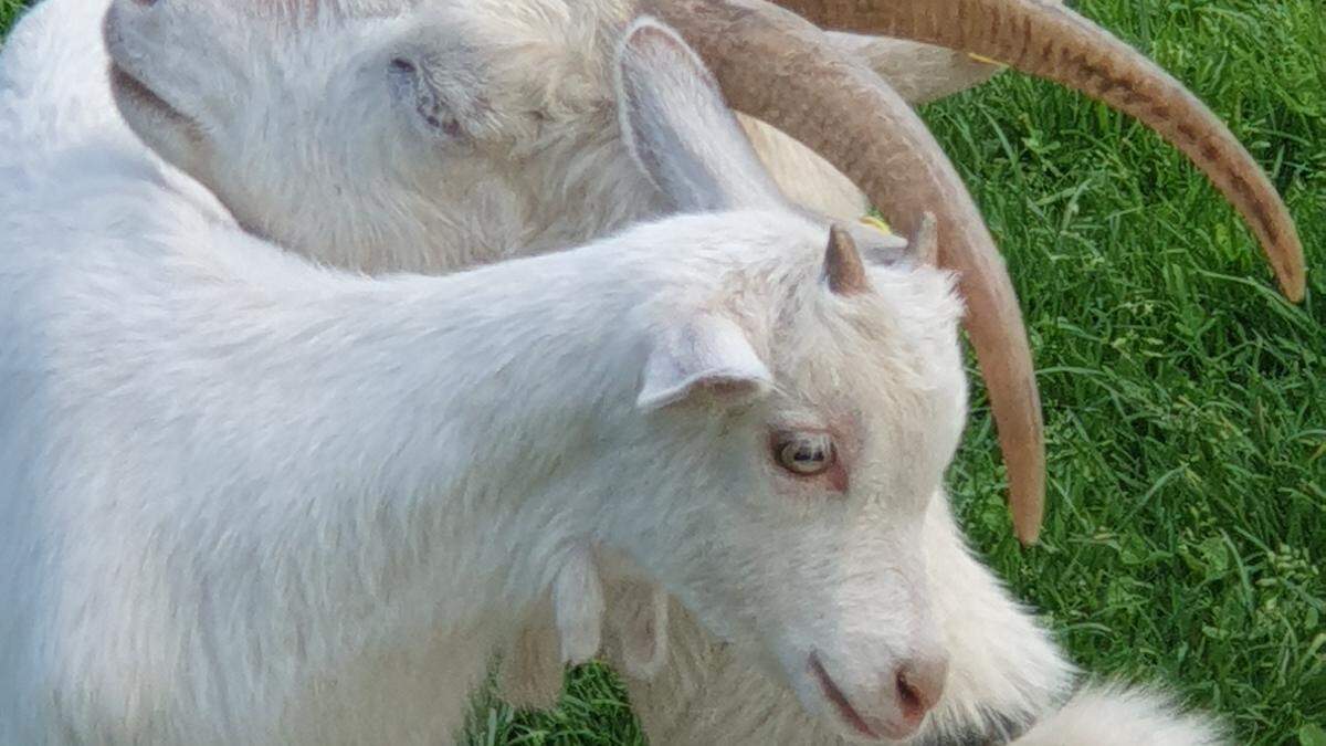 Im Norden Schleswig-Holsteins könnte es zu einer fast unmöglichen Kreuzung zwischen Ziege und Schaf gekommen sein. (Themenbild)