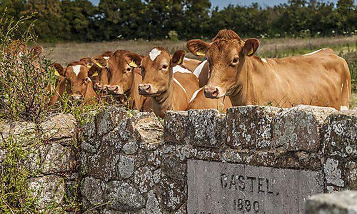 Wer hat die besten Kühe: Die Rinder von Jersey und Guernsey (Bild) sind Zankapfel der Inselbewohner