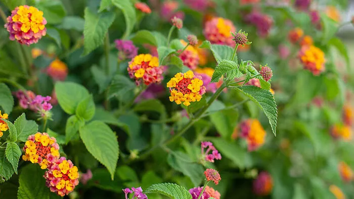 Man kennt sie zum Beispiel aus dem Griechenland-Urlaub, wo sie als ausdauernde Pflanze richtige Sträucher bilden - in unseren Breiten sind Wandelröschen (Lantana) im Freien nämlich nicht winterhart. Ob als Strauch oder Hochstämmchen im Topf, bieten die Hitzekünstler von Mai bis Oktober eine Blütenpracht, die ihre Farbe wechselt.