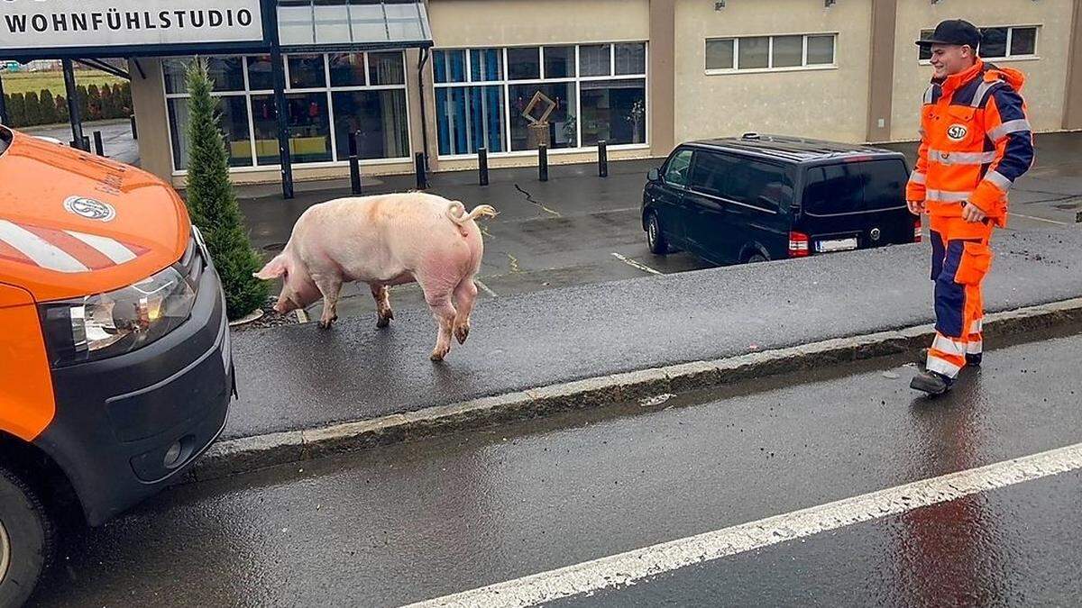 Die Mitarbeiter des Straßenerhaltungsdiensts hatten bei ihrem Einsatz Schwein.