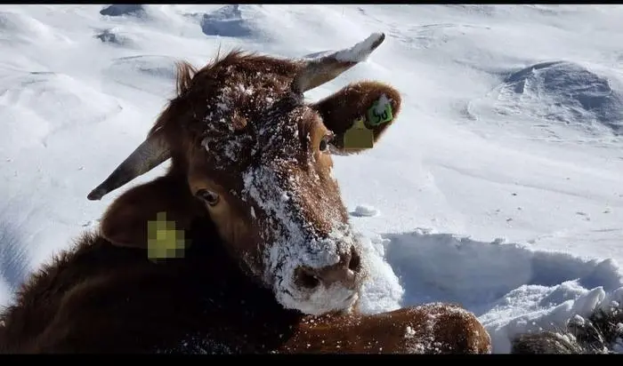 Die Schneekuh, etwa eine Woche vor ihrem Tod