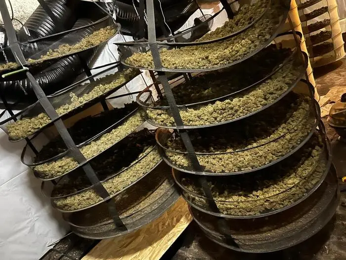Auch ein Betreiber von Cannabis-Plantagen (Bild) ging dem BKA ins Netz