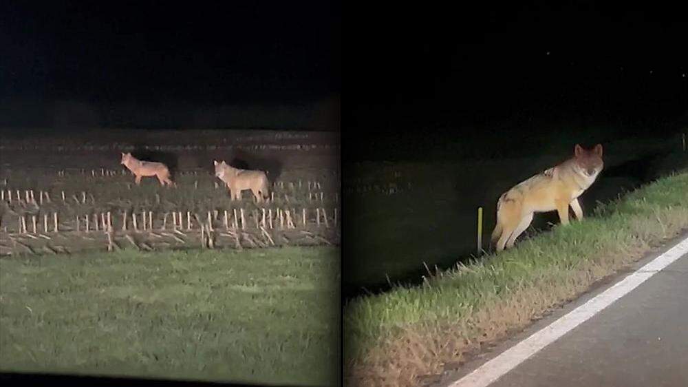 Keine Berührungsängste zeigen diese Wölfe, die letzte Woche in Weißbriach gefilmt wurden. Neugierig nähern sie sich dem Fahrzeug eines Pkw-Lenkers
