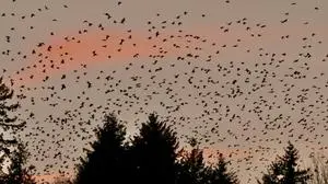 Treten schwarmweise auf: Krähen