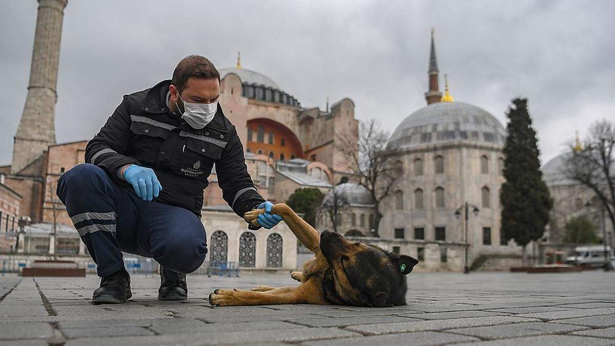 In der Türkei will man Straßentieren helfen