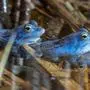 Während der Paarungszeit färben sich die Moorfrosch-Männchen blau