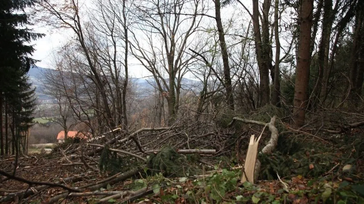 Der Pöllauerberger Wald