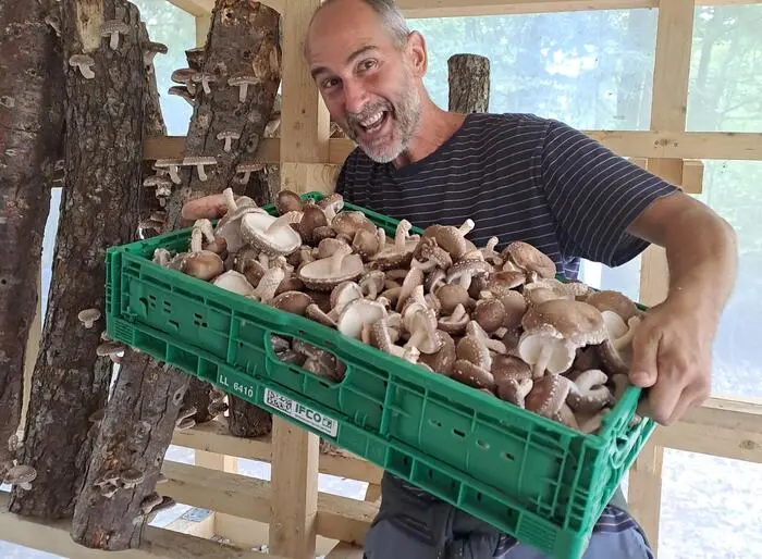 Zwischen 200 und 300 Kilo Speisepilze wachsen auf Reinbergs Erlenstämmen jährlich