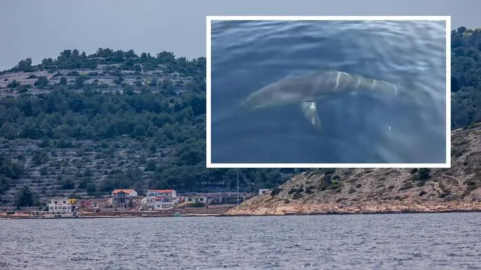 Über drei Meter langer Makohai vor der Insel Žirje gefilmt
