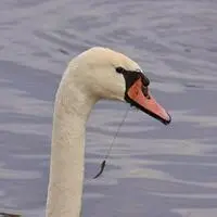 Dieser Höckerschwan am Brenndorfer Stausee im Bezirk Völkermarkt verletzte sich mit einem Angelhaken