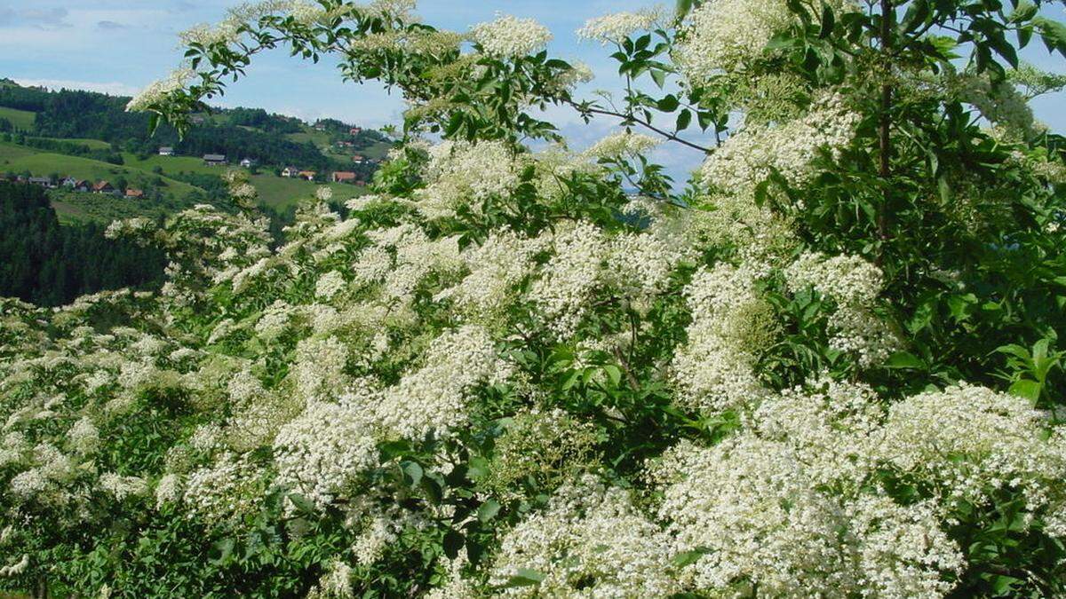 Der Holunder in der Südoststeiermark hat zu blühen begonnen