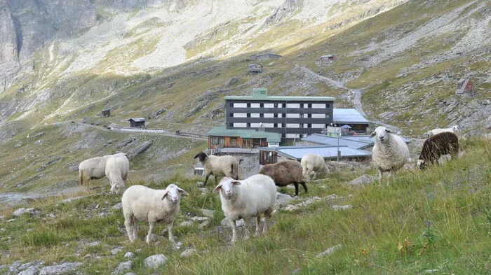 Am Seenplateau, das früher von hunderten Gästen bevölkert wurde, tummeln sich heute nur noch ein paar Schafe.