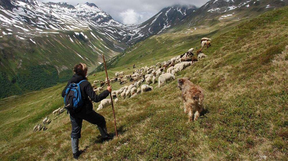 Die Verwall Alm am Arlberg ist einer der größten Almen Tirols. Über 1.000 Stück Vieh, darunter 450 Schafe, beweiden das weitläufige Gebiet