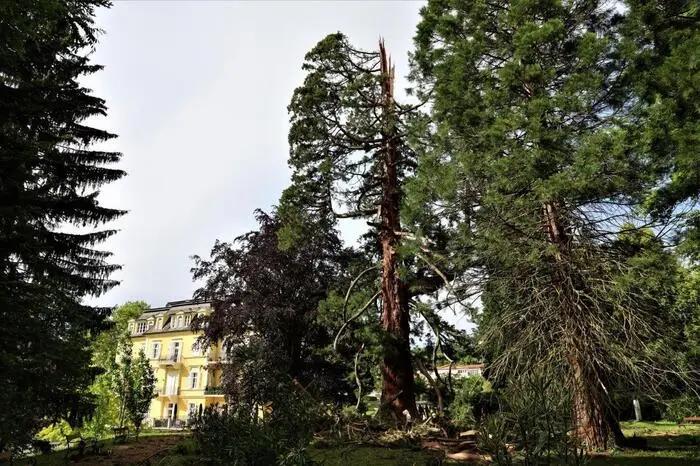 Der Baum wurde "geköpft", die Baukrone stürzte zu Boden.