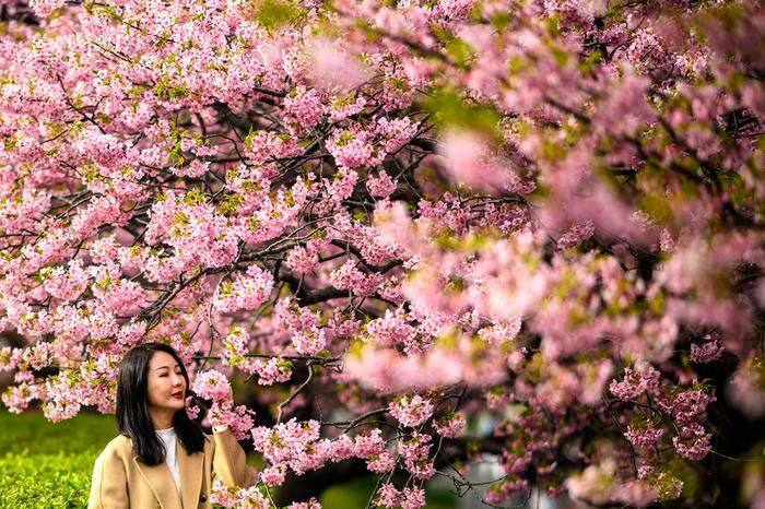 Eine Frau posiert für Fotos mit den Kawazu-Kirschblütenbäumen, die zu den am frühesten blühenden Kirschblüten in Japan gehören