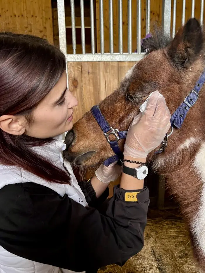 Shetlandpony Shakira benötigt dreimal täglich Augentropfen. Clarissa Voglmüller übernimmt die vom Tierarzt verordnete Versorgung