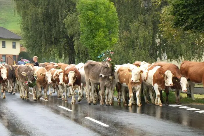 Gegen Mittag trafen die Tiere in Gaal ein.