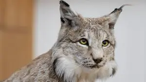 11.03.2024, Admont, Steiermark, Österreich (Austria): Informationsveranstaltung zum Thema Aktionsplan Luchs in Österreich im Volkshaus Admont, im Bild ein präparierter Luchs
Fotocredit: Martin Huber
