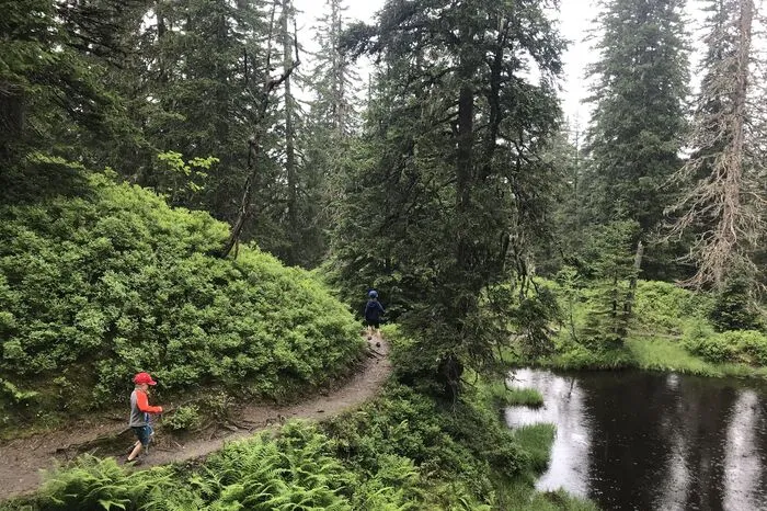 Danach geht es in den Rauriser Urwald