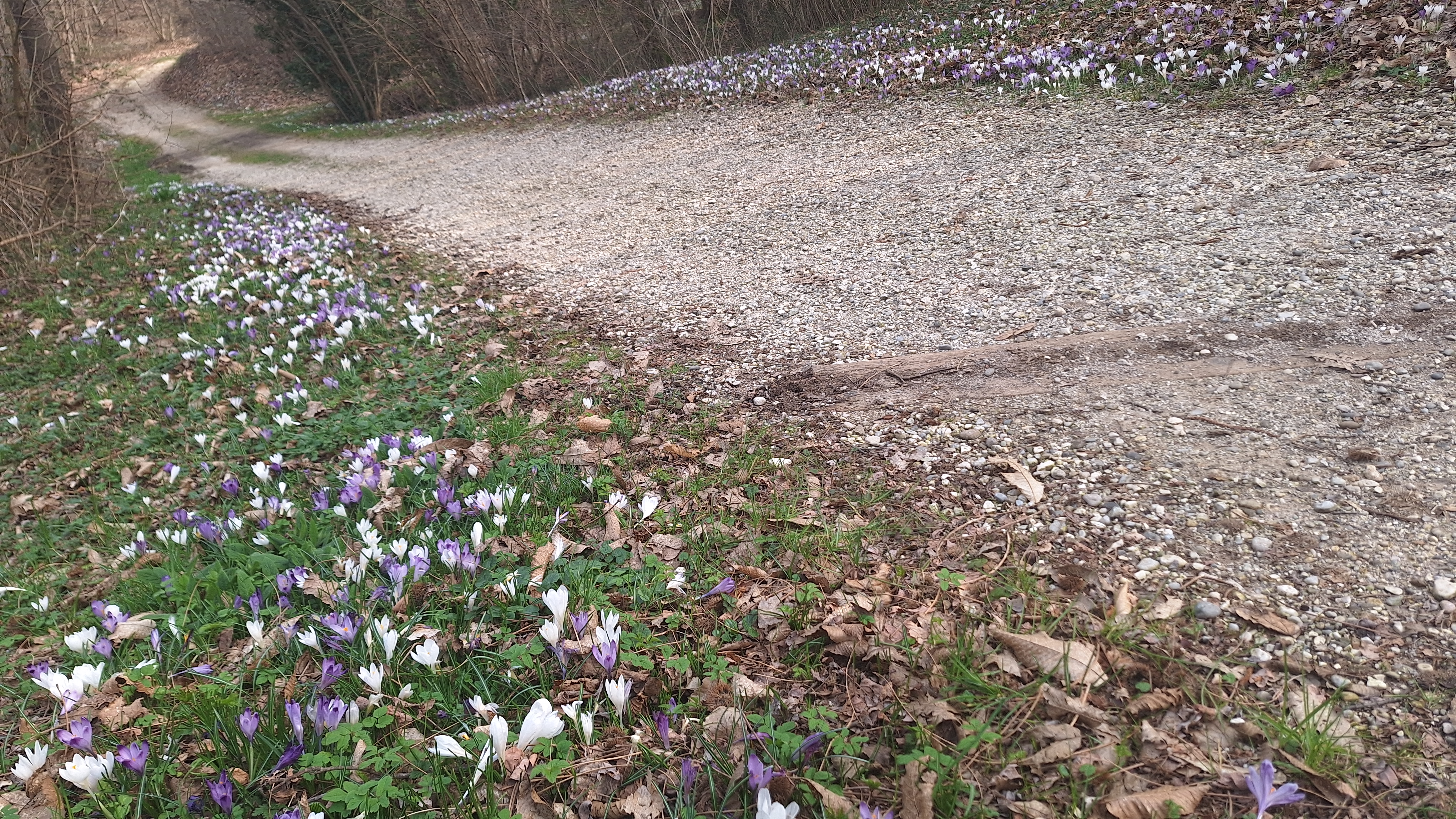 Auch die Wege sind von Krokussen gesäumt