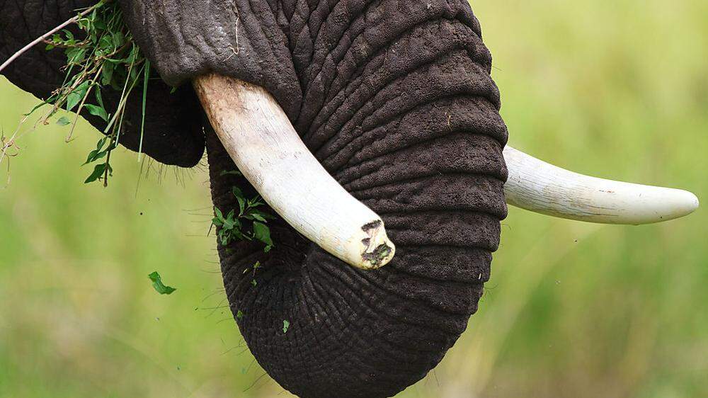 Die Elefantenkuh wurde in den Zirkus zurückgebracht (Symbolfoto)