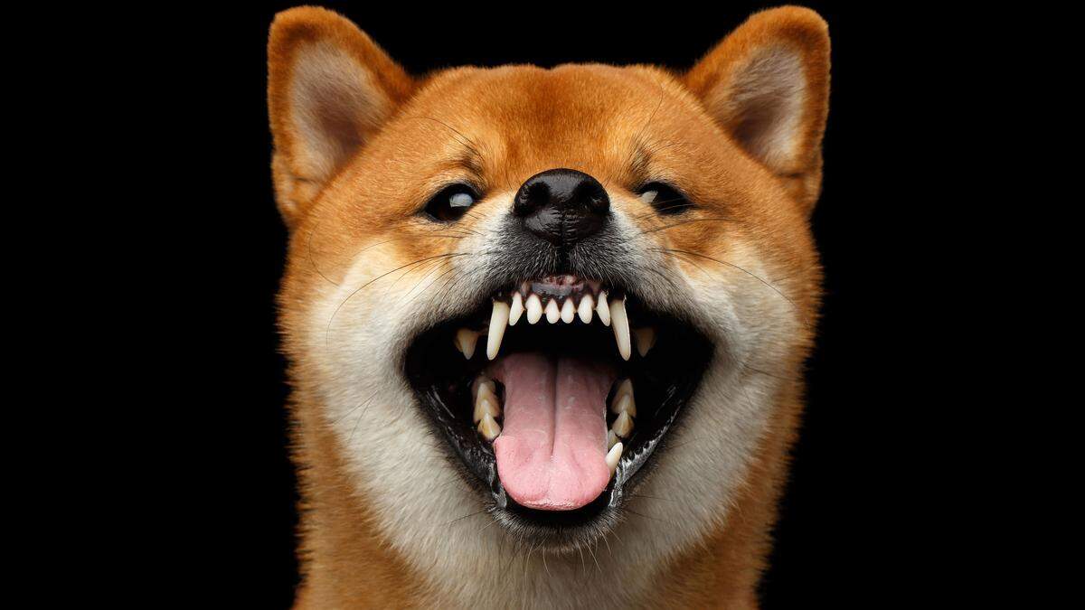 Auf Autobahn A9: Entlaufener Shiba Inu biss Polizisten