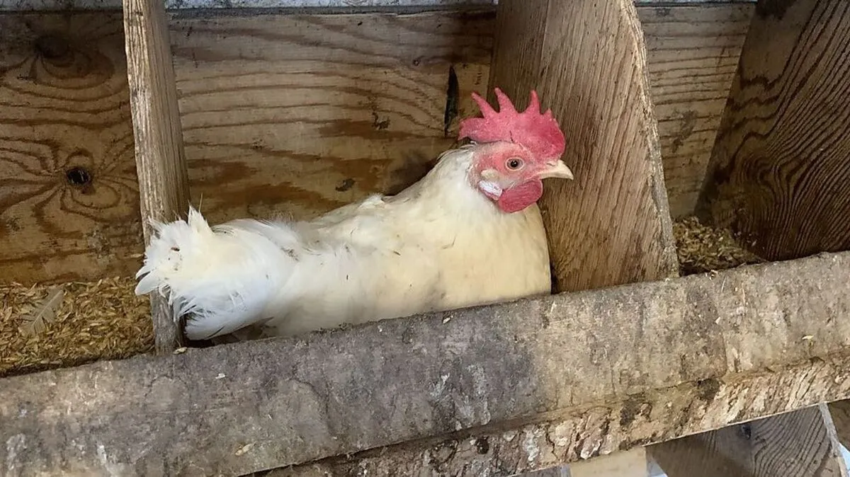 Hühner sollen zur Stromerzeugung genutzt werden. Sujetbild  | Hühner sollen zur Stromerzeugung genutzt werden. Sujetbild 