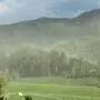 Der Wind verbreitet die gelben Pollenwolken. Aufgrund des Klimawandels blühen Fichten häufiger, was als stressiges „Mastjahr“ gilt