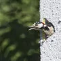 Der Buntspecht liebt Fassaden