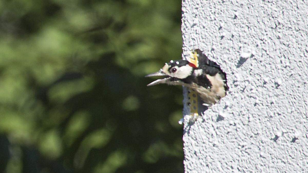 Der Buntspecht liebt Fassaden