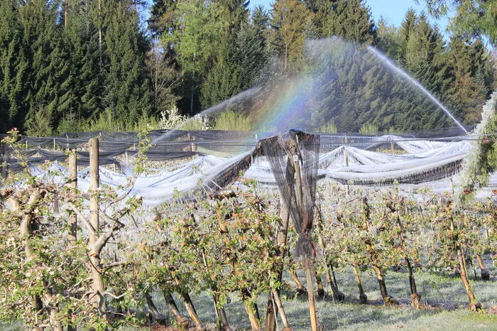 Durch das Beregnen und Einfrieren der Blüten- und Fruchtstände wird der Pflänze Wärme entzogen. Diese bildet unter der Eisschicht eine kleine Wärmekammer, die vor dem Abfrieren schützen soll.