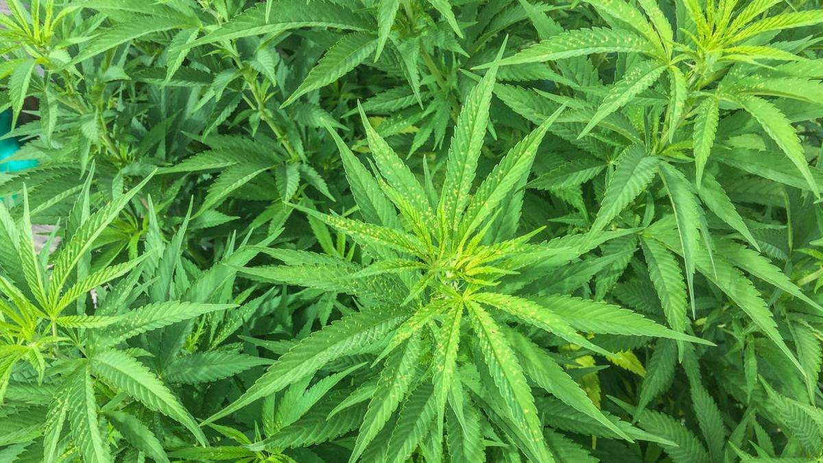 Verdächtige sollen Cannabis in ganz Österreich verkauft haben