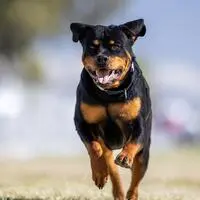Der Rottweiler wurde nach der Attacke im Tierheim Arche Noah untergebracht (Sujetbild)