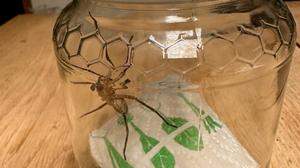 Die Nosferatu-Spinne blieb für eine Nacht im Honigglas