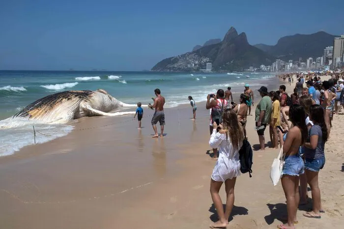 Tausende Badegäste versammelten sich am Mittwoch an dem Strandabschnitt im Stadtteil Ipanema, um das tote Tier zu sehen.