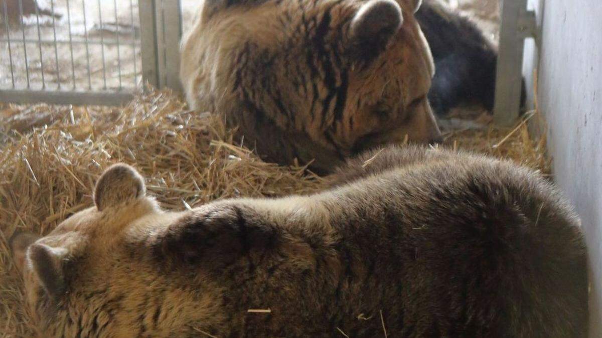Zwei albanische Bären fanden neues Zuhause in Schweizer Alpen
