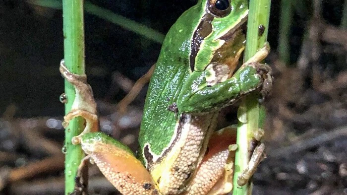 Der europäische Laubfrosch ist am Furtnerteich heimisch.