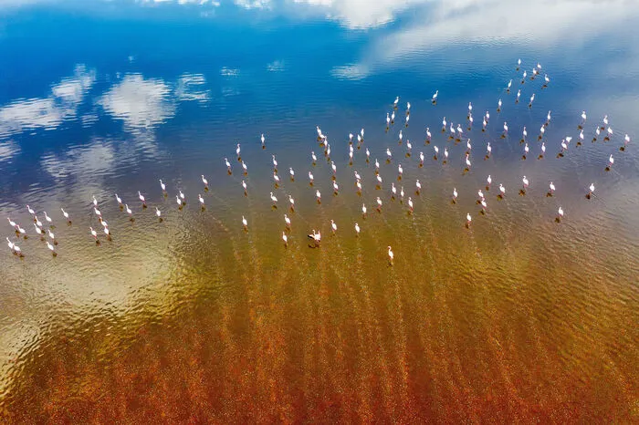 Nein, bei diesen Bildern hat nicht etwa Photoshop nachgeholfen – der Maharloo Lake im Hochland der Region Shiraz im Iran färbt sich im Frühling und Sommer mit etwas Glück tatsächlich rosa-rot. Das Phänomen ist saisonal bedingt: Während der See im Herbst und Winter aufgrund höherer Niederschläge wasserreich ist, beginnt das Wasser im Frühling zu verdunsten. Als Folge dessen steigt die Salz- und Mineralstoffkonzentration im See und das wenig verbleibende Wasser ändert seine Farbe. Wer das pinke Wunder bestaunen möchte, sollte daher bestenfalls zwischen Frühling und Sommer in den Iran reisen.