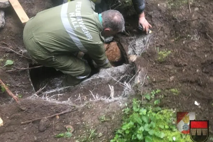 Durch das Loch konnte das stecken gebliebene Kälbchen schnell gefunden werden