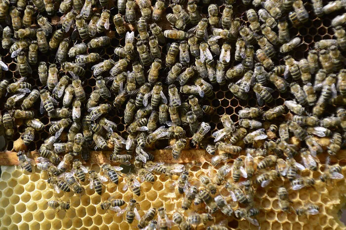 Ein Bienenvolk besteht aus 20.000 bis 50.000 Bienen.