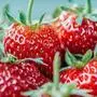 Erdbeeren gelten als Obstsorte, die eher weniger Fruktose enthält, rund 2,3 Gramm pro 100 Gramm. Fruktosereich sind Weintrauben mit etwa 7,4 Gramm pro 100 Gramm.