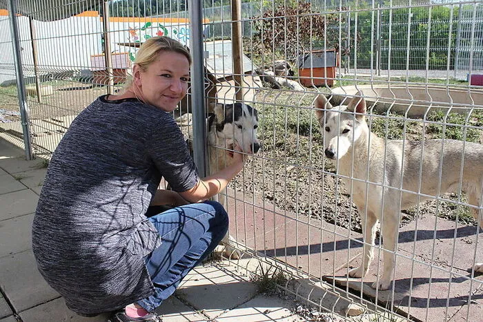 Große Freude herrscht im Tierheim Franziskus: Eine Hündin aus einem Husky-Rudel, das im August in der Weststeiermark seinem Halter abgenommen worden war, warf jetzt fünf Welpen.