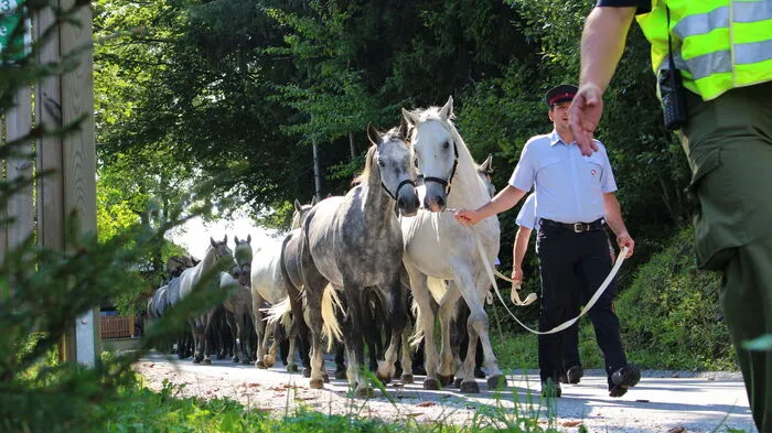 Um 10 Uhr gingen die 34 Lipizzanerhengste mit ihren Begleitern des Gestüts Piber von der Stubalm los.  