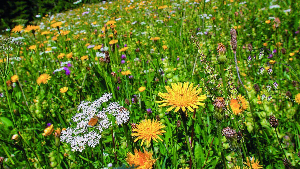 Artenreiche Blumenwiese